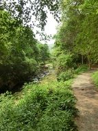 forest path among green trees under the sun