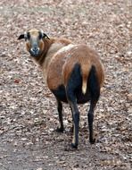 damm wild goat
