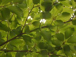 beech park