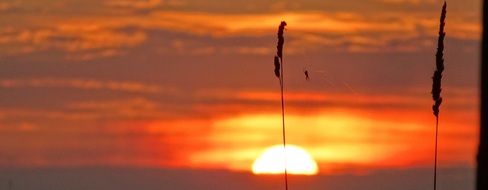 grass silhouette against the setting sun