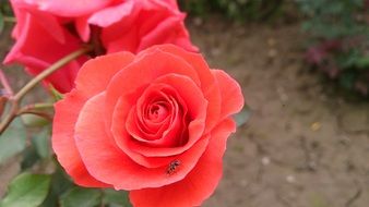 natural rose flower