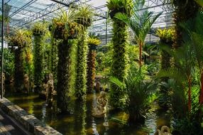 plants of a botanical garden among water