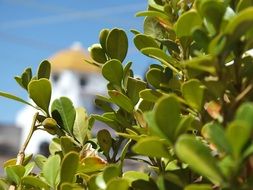 green round leaves on a tree