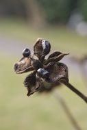dried flower in autumn
