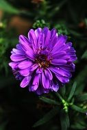 dahlia with purple petals