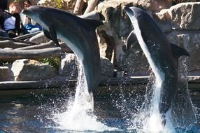 two dolphins perform on the show