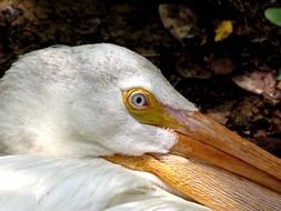 photo of white pelican