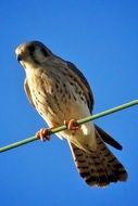 bird of prey on a background of blue sky