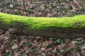 extraordinarily beautiful moss tree