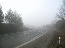 foggy tree