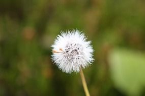 Soft white dandelion