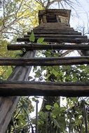 wooden staircase to the tree house