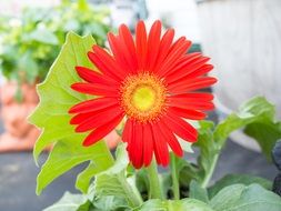 Red gerbera flower blossomes