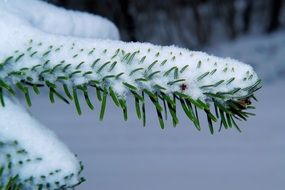 fir needles in snow