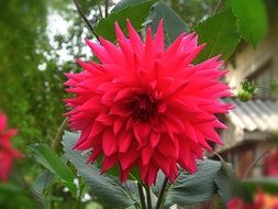 lush bright dahlia on stalk