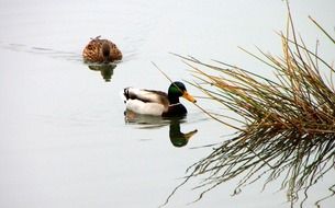 picture of the wild ducks swim on a lake