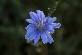 Macro photo of spring blue flower