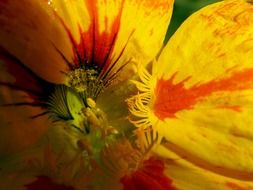 center of yellow and red flower, macro