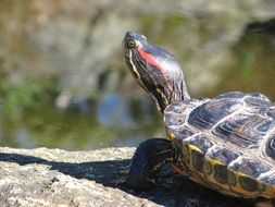 turtle outdoor