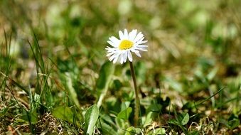 blooming white and yellow daisy flower and green grass