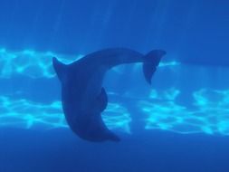 dolphin swims in blue water