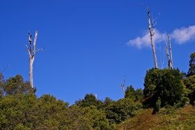 dead trees in a forest in Australia