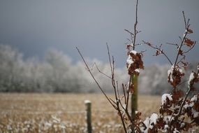 small tree covered with snow in winter time