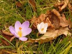 purple and white crocus in the meadow