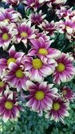 plant nature blossom