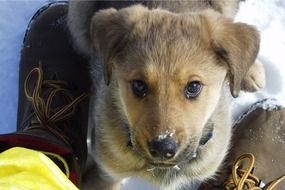 Cute Labrador puppy looking up