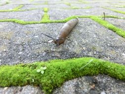 snail on the stones among the moss