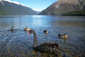 black swan and ducks on water, New Zealand