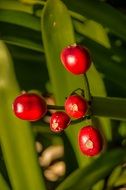 clivia amaryllidacae berries