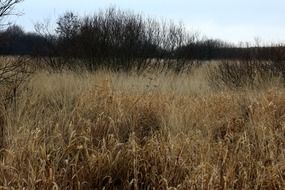 wetland in autumn