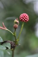 red buds of flowers