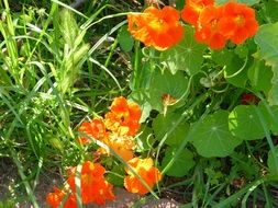 Red nasturtium flowers among green grass