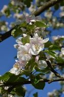 perfect apple tree