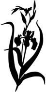 black silhouette of iris drawing