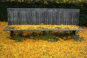 park bench in autumn leaves