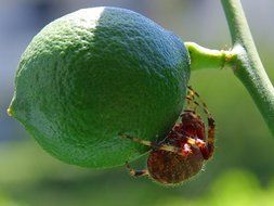 Big spider on a green lime