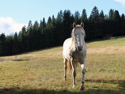 White horse on a field