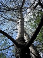 Beautiful birch trees with green leaves at spring forest, bottom view