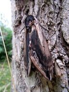 butterfly on tree bark