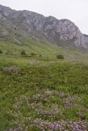 green meadow in the mountains transylvania