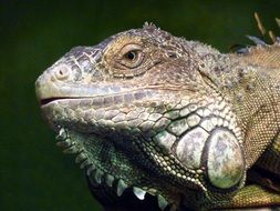 iguana reptile profile