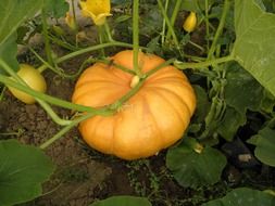 orange pumpkin garden