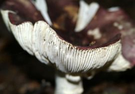 Macro photo of white mushroom