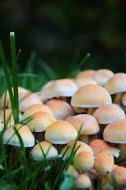 mushrooms among green grass in the meadow