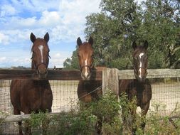 horses by the fence