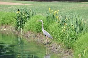 forest bird on a pond